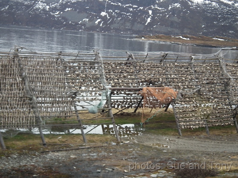 day 8 breakfast at nordkap 0055.jpg - More cod fish drying racks